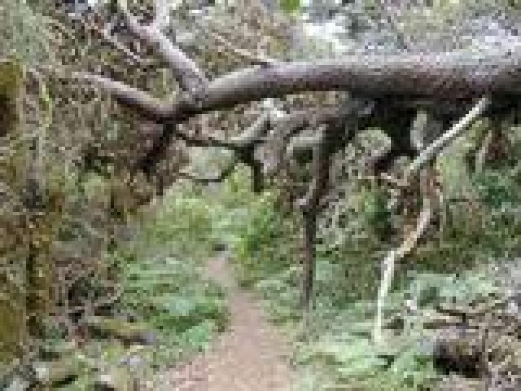 Tree fallen over the trail