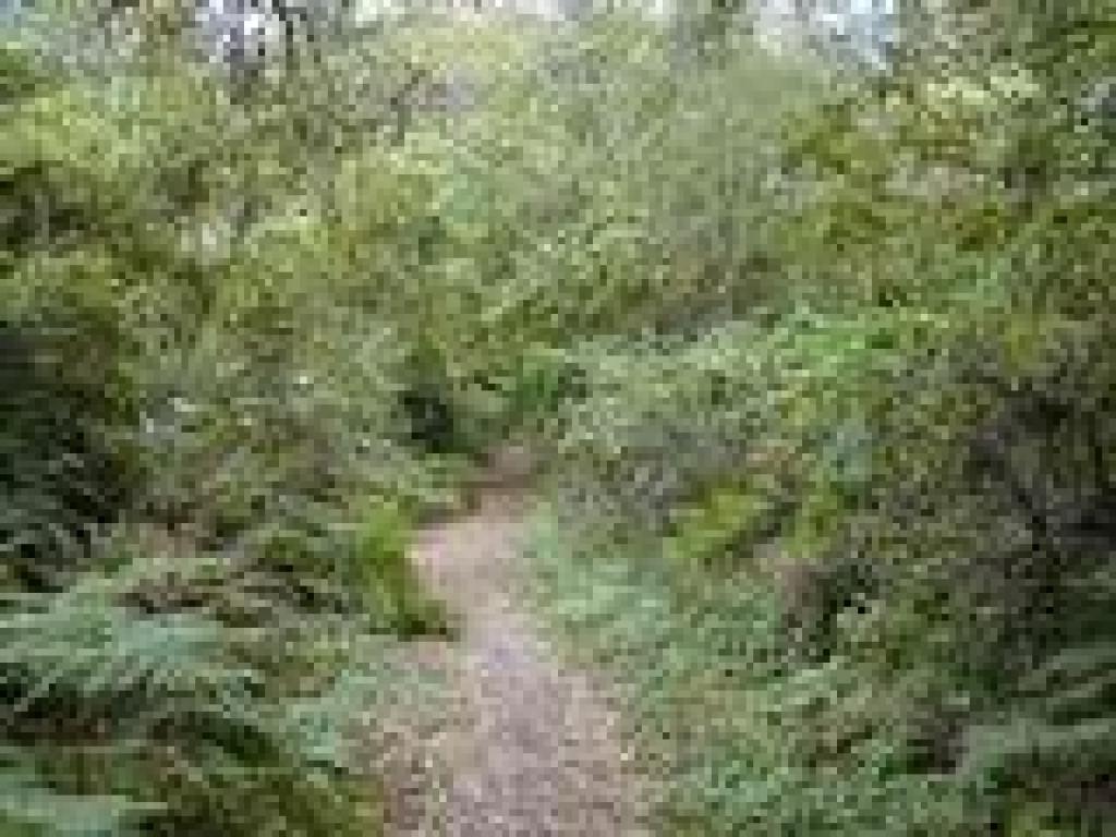 Dense vegetation feels like a jungle