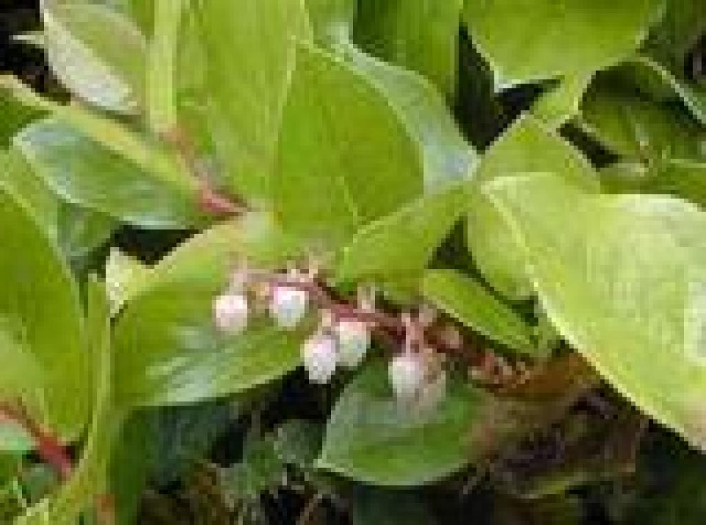 Salal