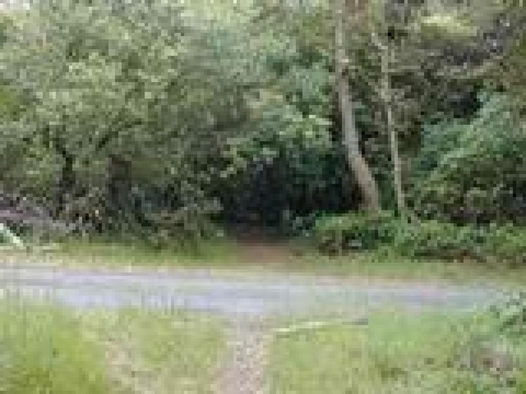 Road crossing, again