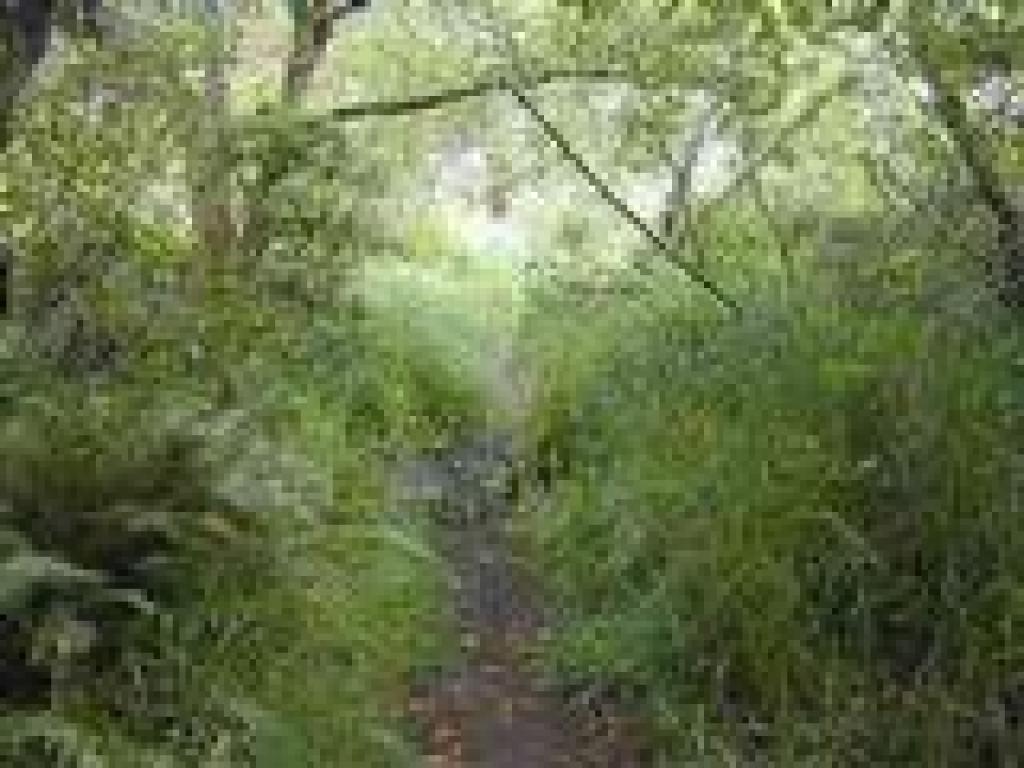 Damp section near a creek