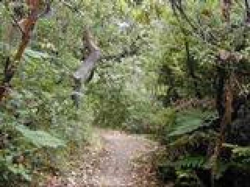 Madrone along the trail