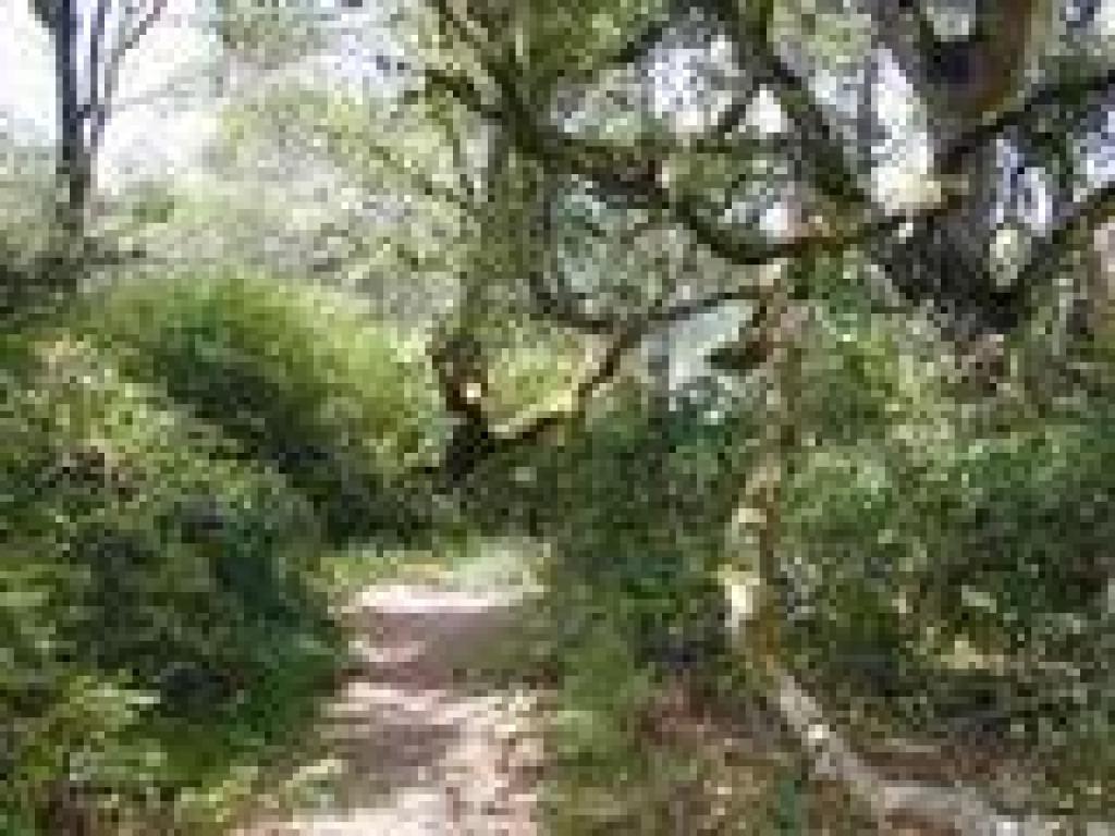 Continuing on Johnstone Trail