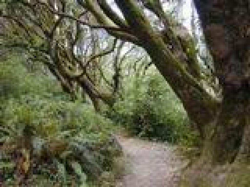 Oaks grace the trail