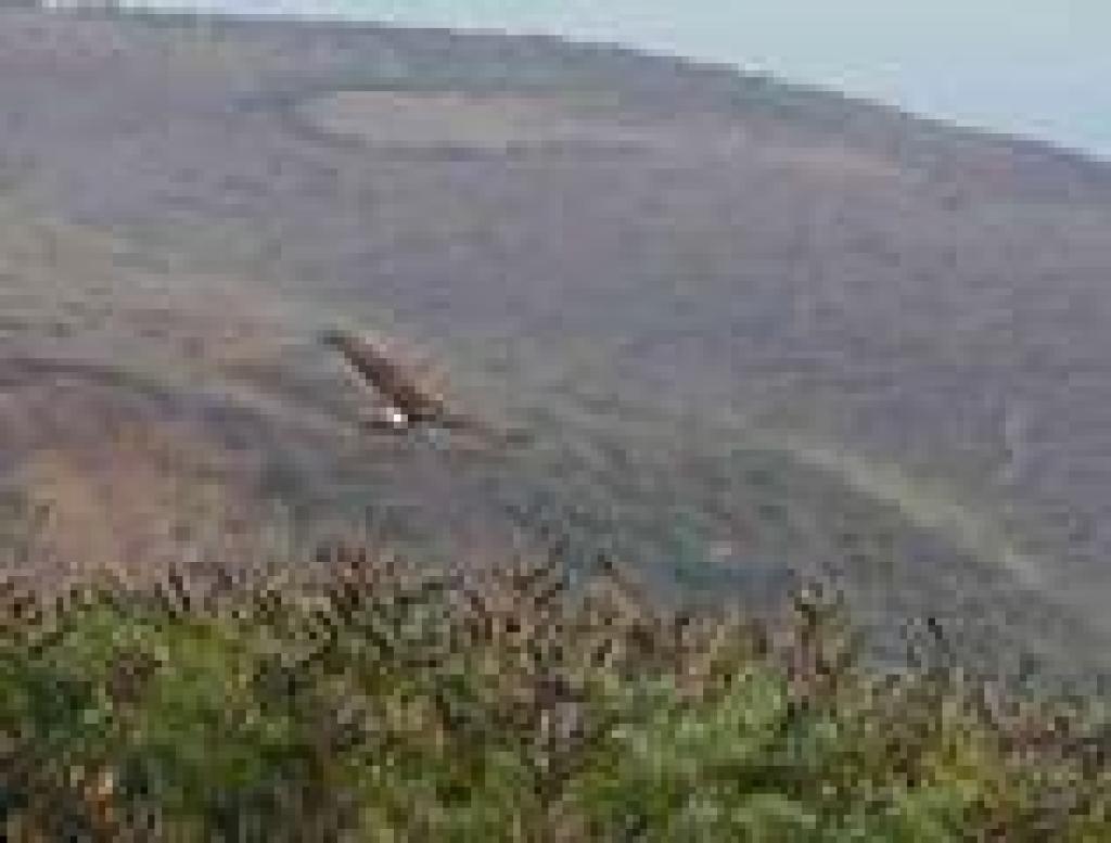 Northern harrier