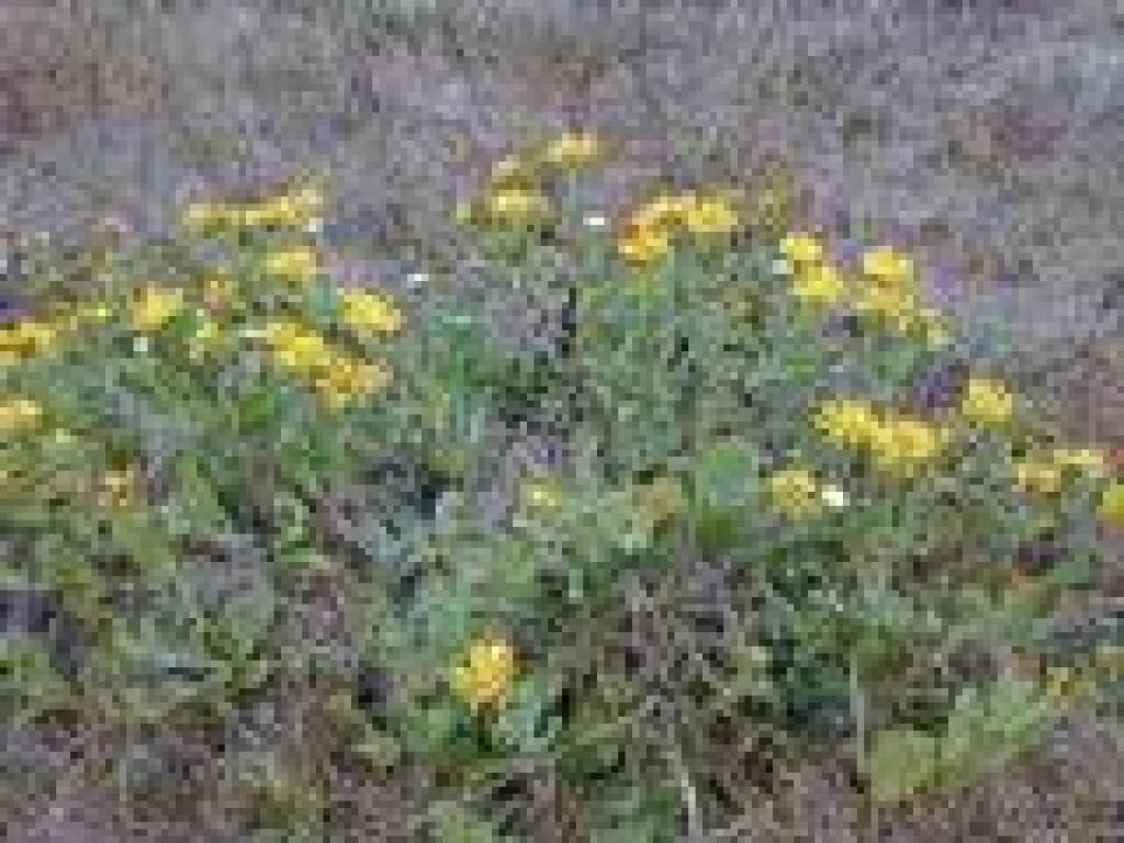 Summer flowers