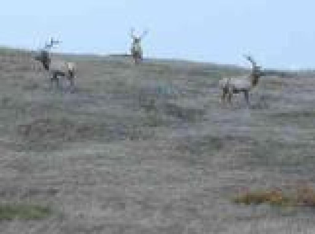 Elk