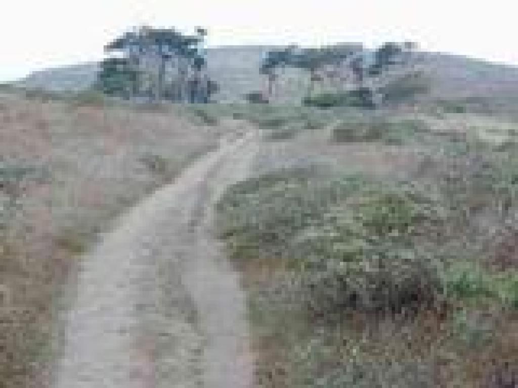 Cypress and eucalyptus trees