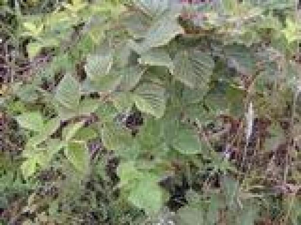 Salmonberry