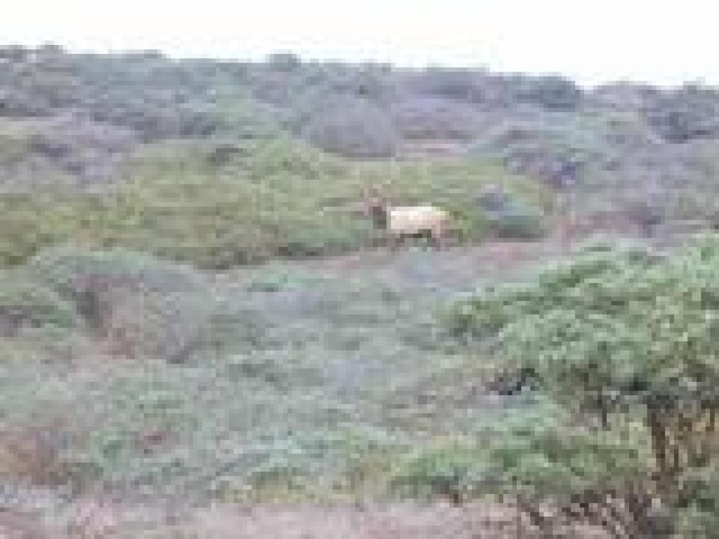 Elk