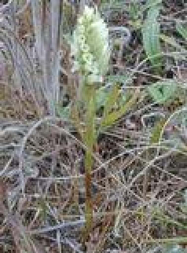 Hooded lady's tresses