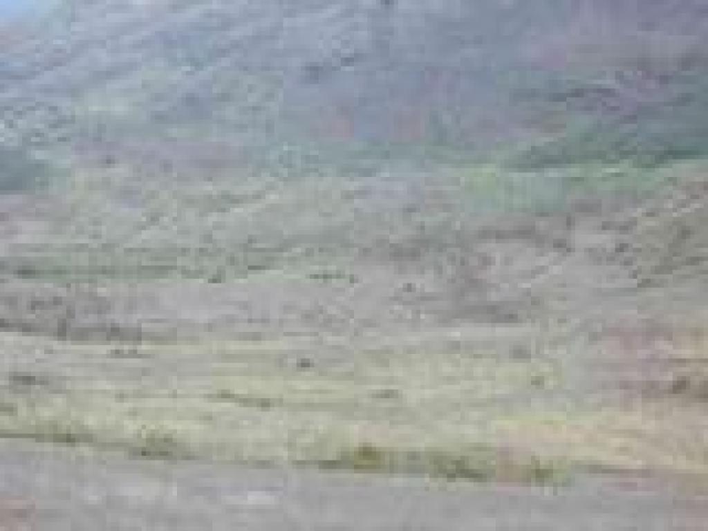 Elk in Windy Gap