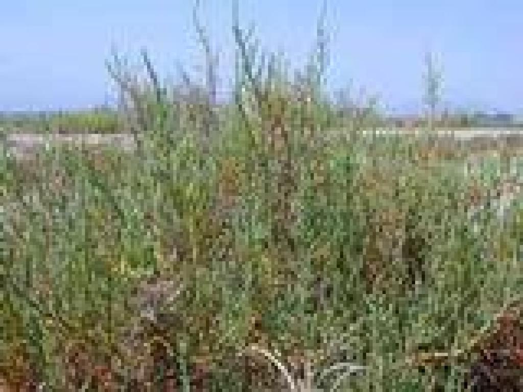 Pickleweed