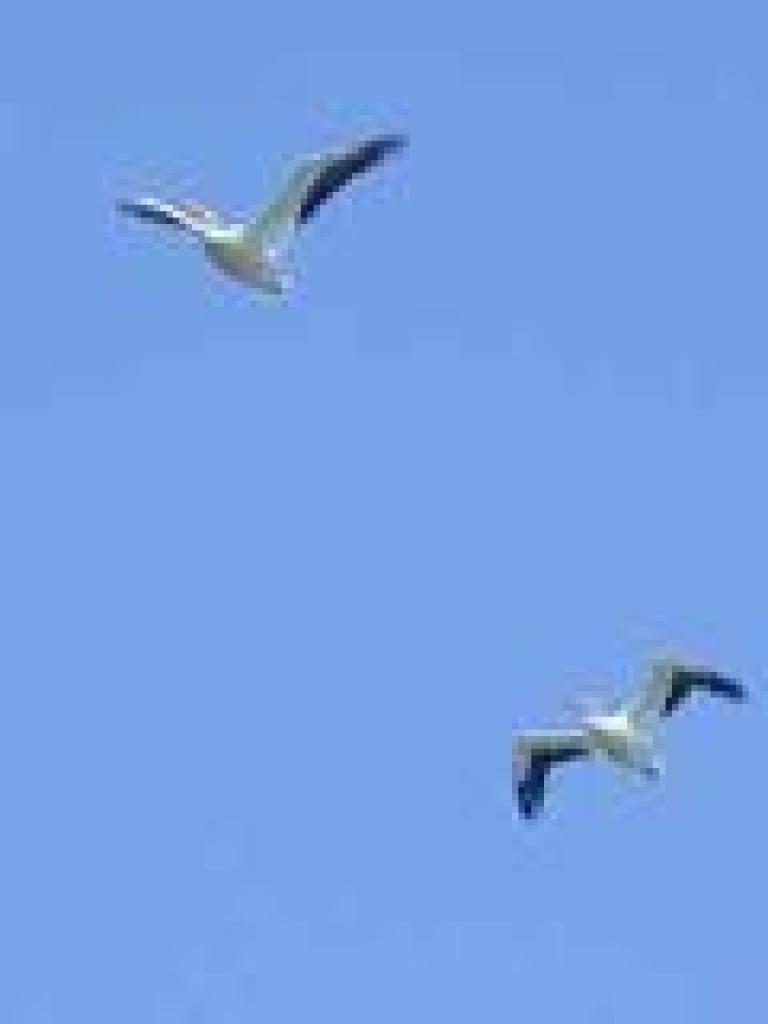 White pelicans