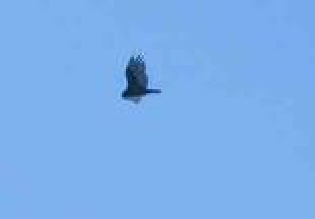 Vulture