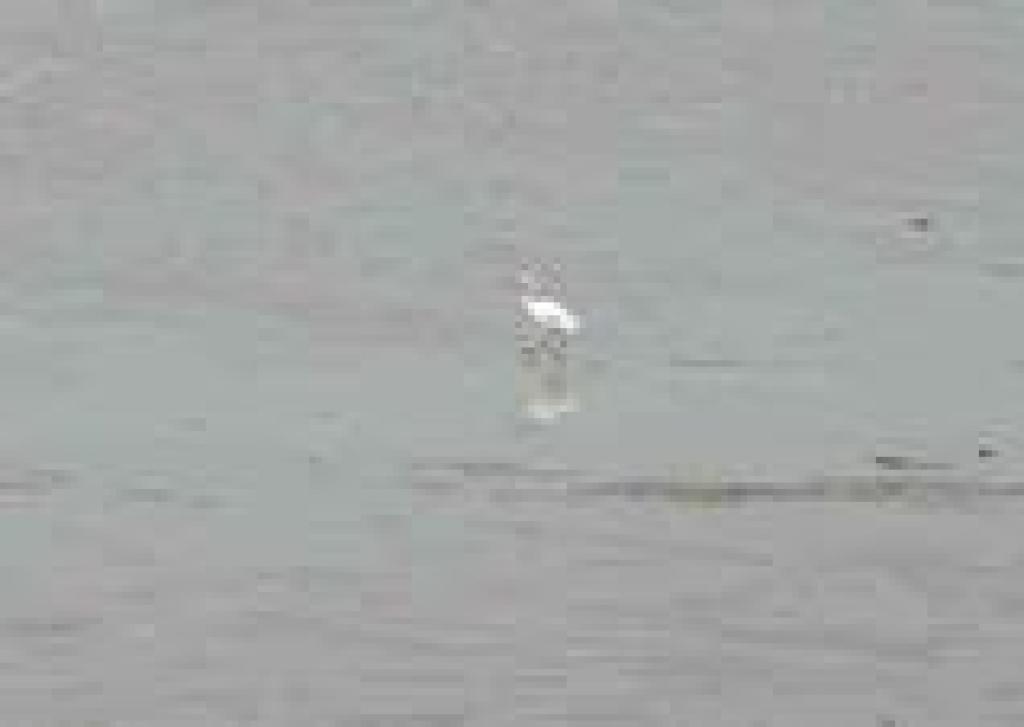 Egret