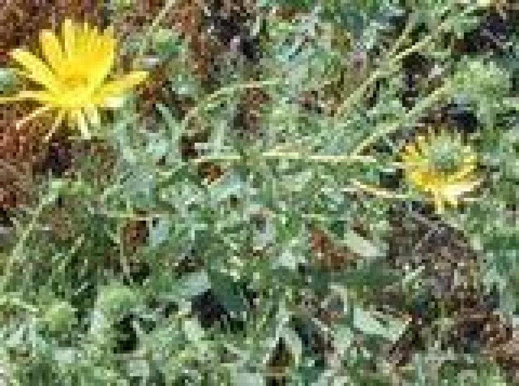 Gumplant