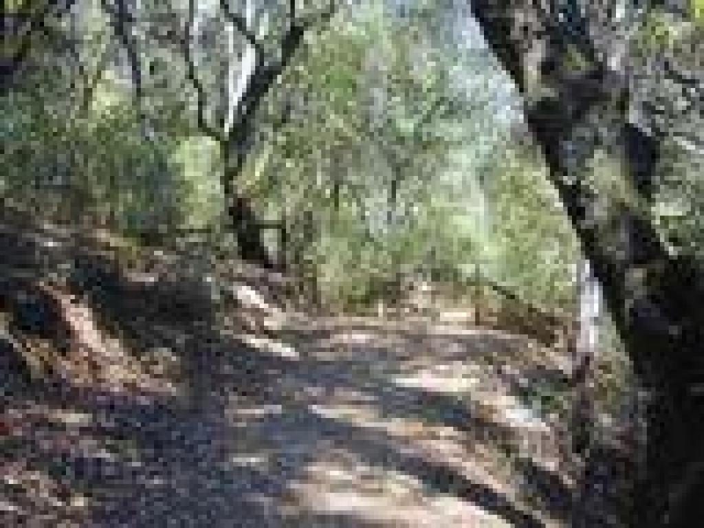 Ascending trail