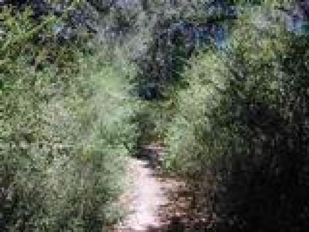 Broom along the trail