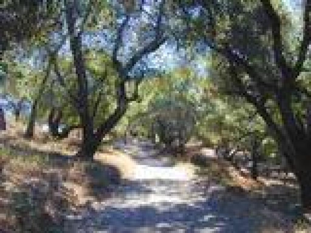Coast live oak woodlands