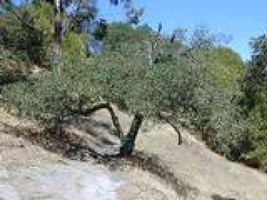 Deer Trail