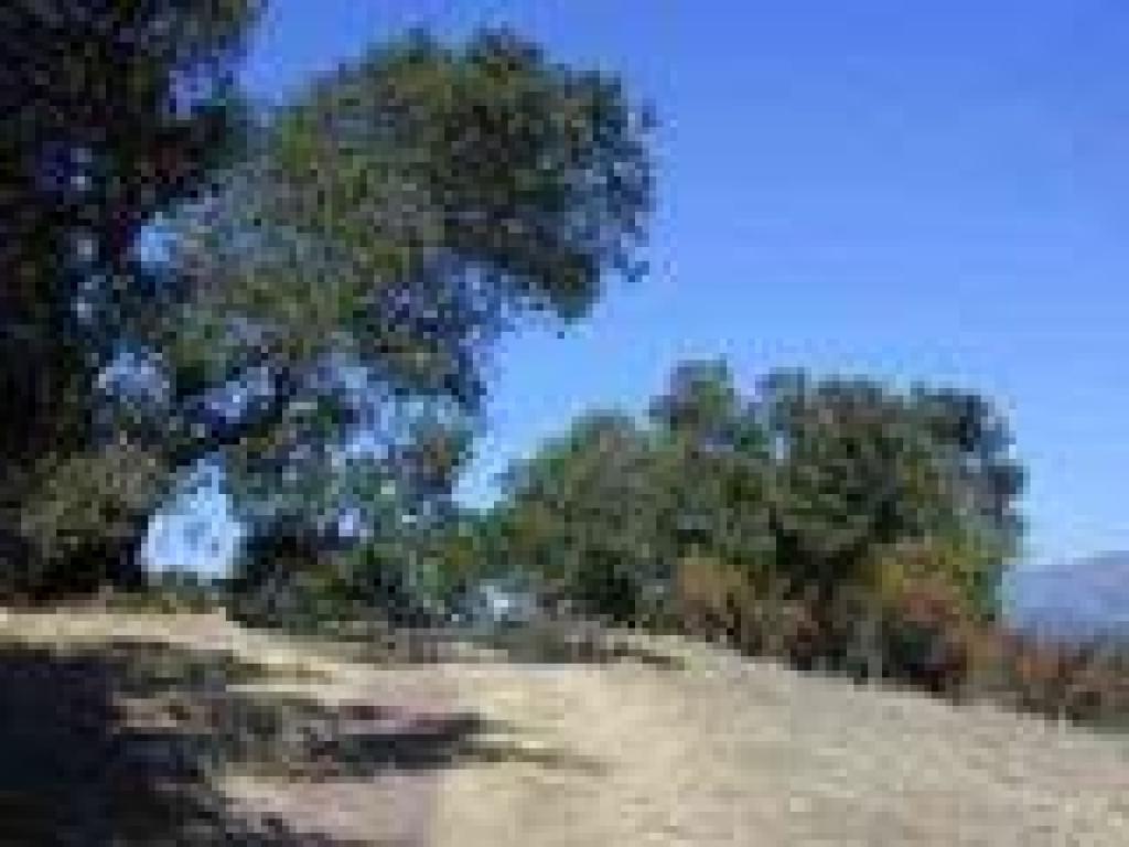 Along the ridgeline