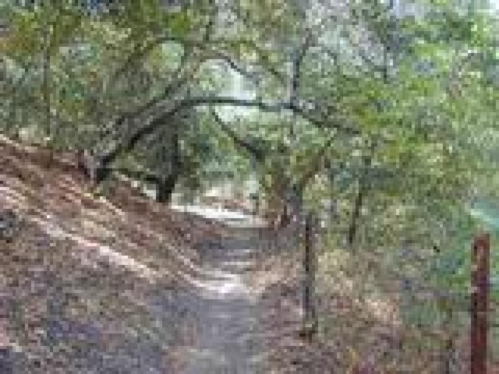 Trail along the fenceline