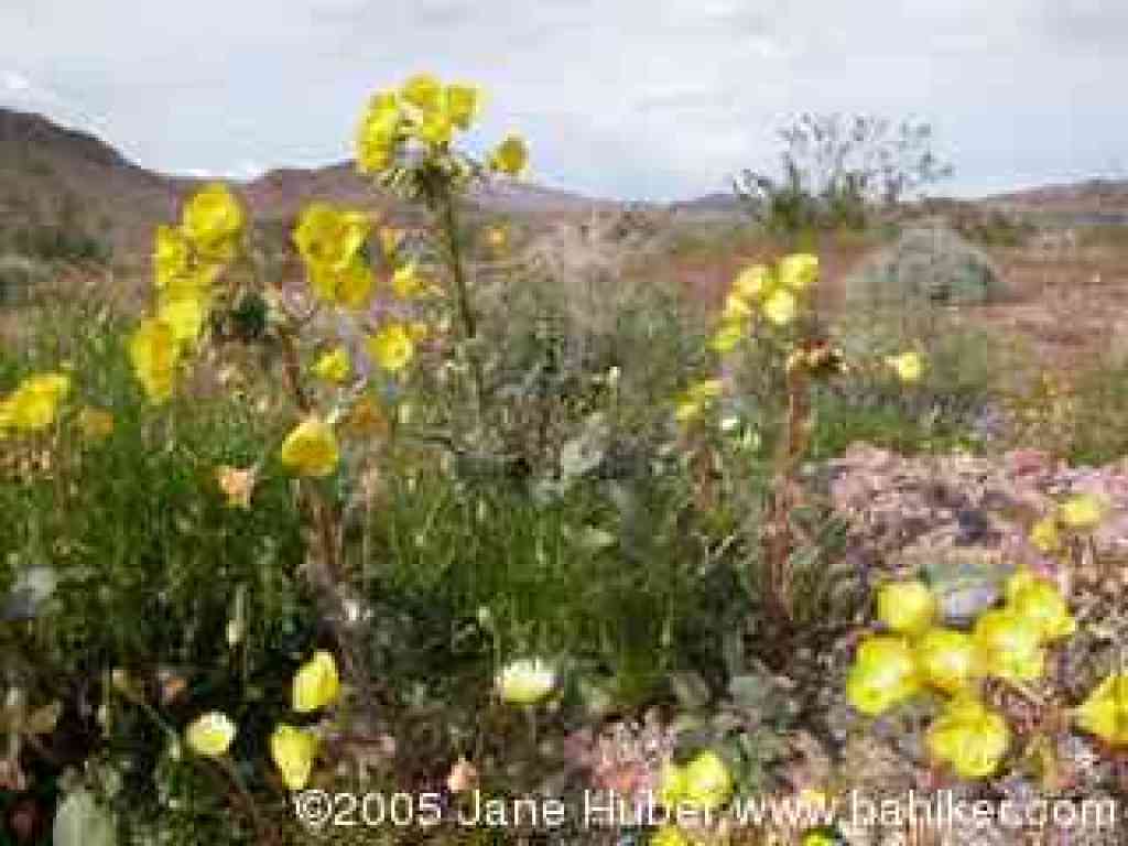 Golden evening-primrose