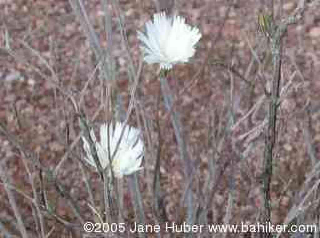 Desert chicory