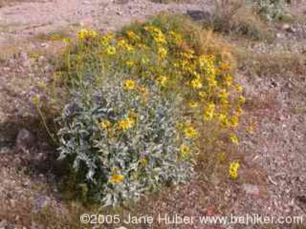 Brittlebush