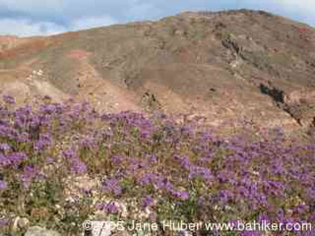 Phacelia