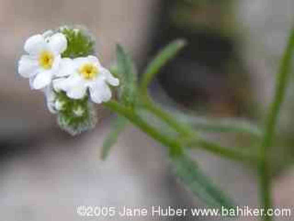 flower