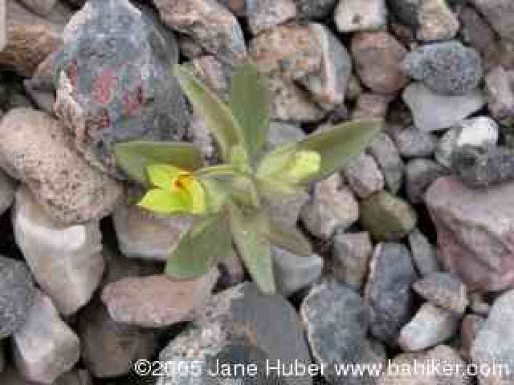 Lesser mojavea