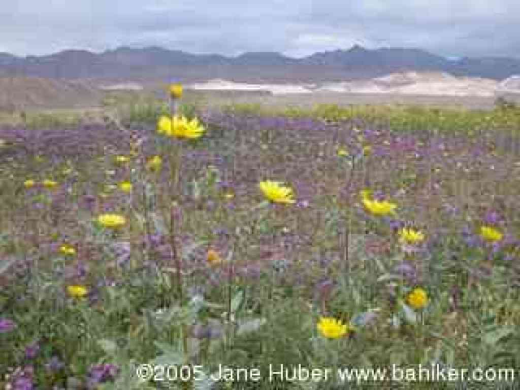 Flowers blooming at the visitor center