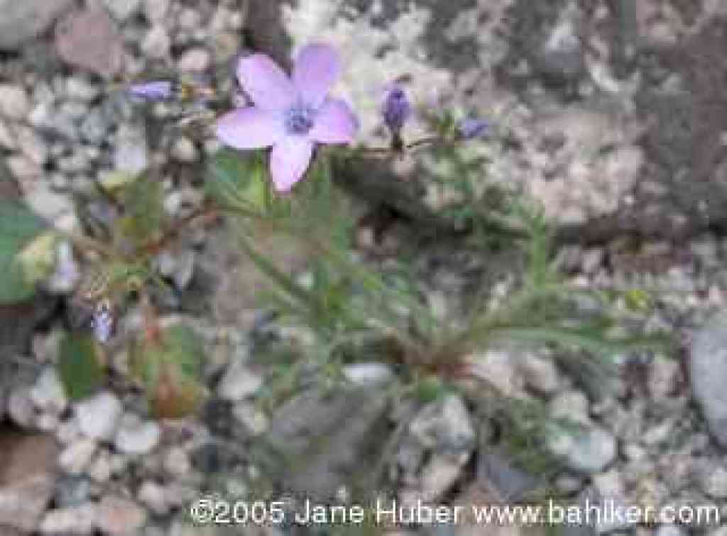 Gilia