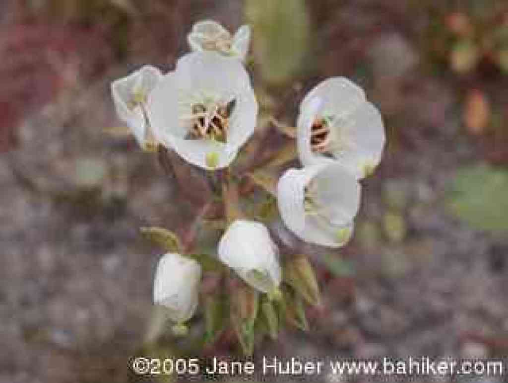 Desert evening primrose