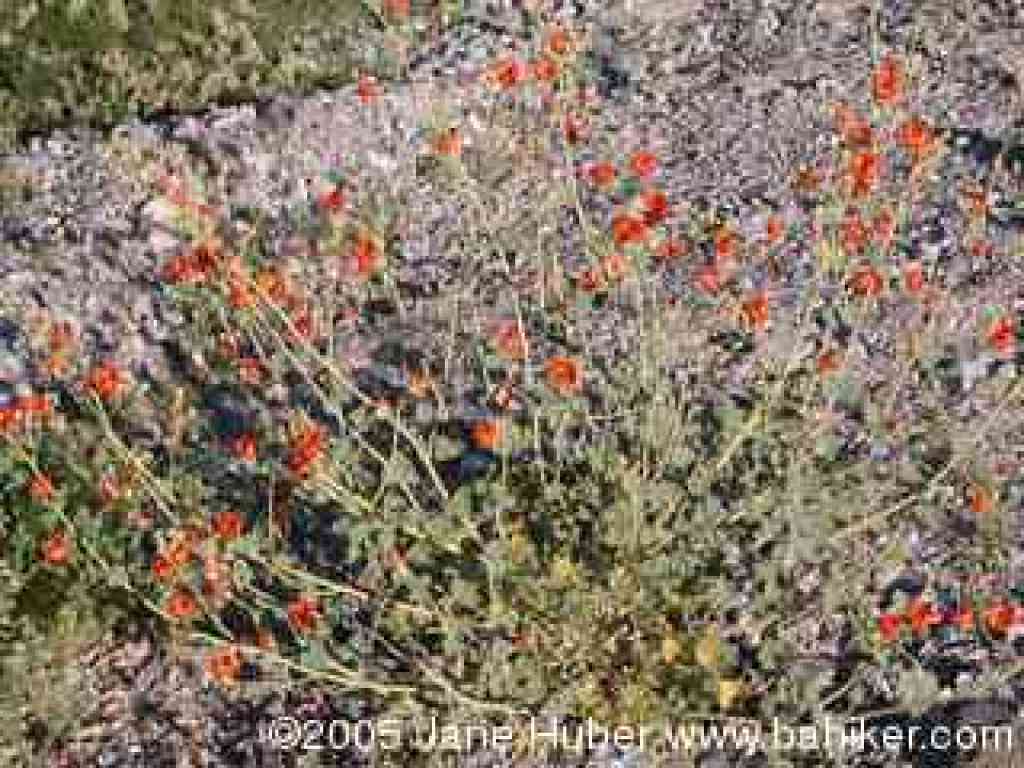 Globe mallow