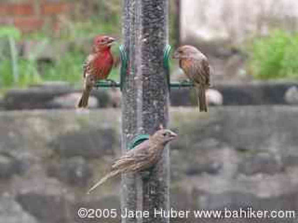 House finches