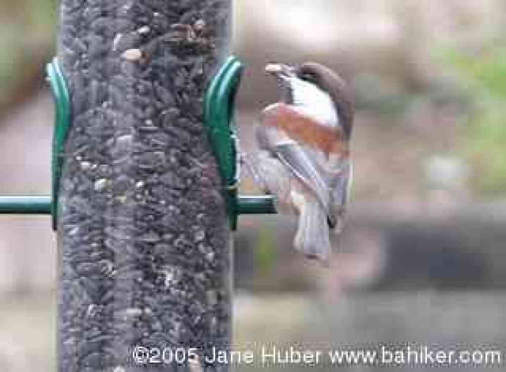 Chestnut-backed chickadee