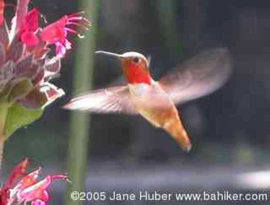 Allen's hummingbird