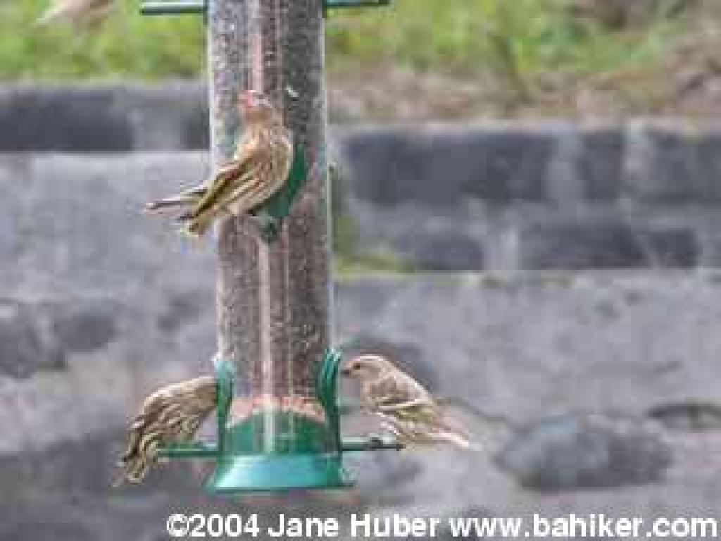Pine siskins