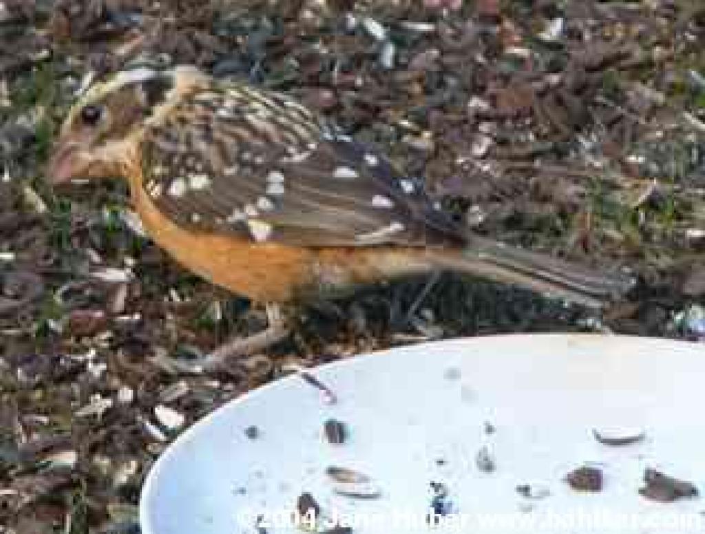 Black-headed grosbeak
