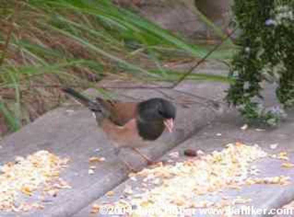 Oregon junco