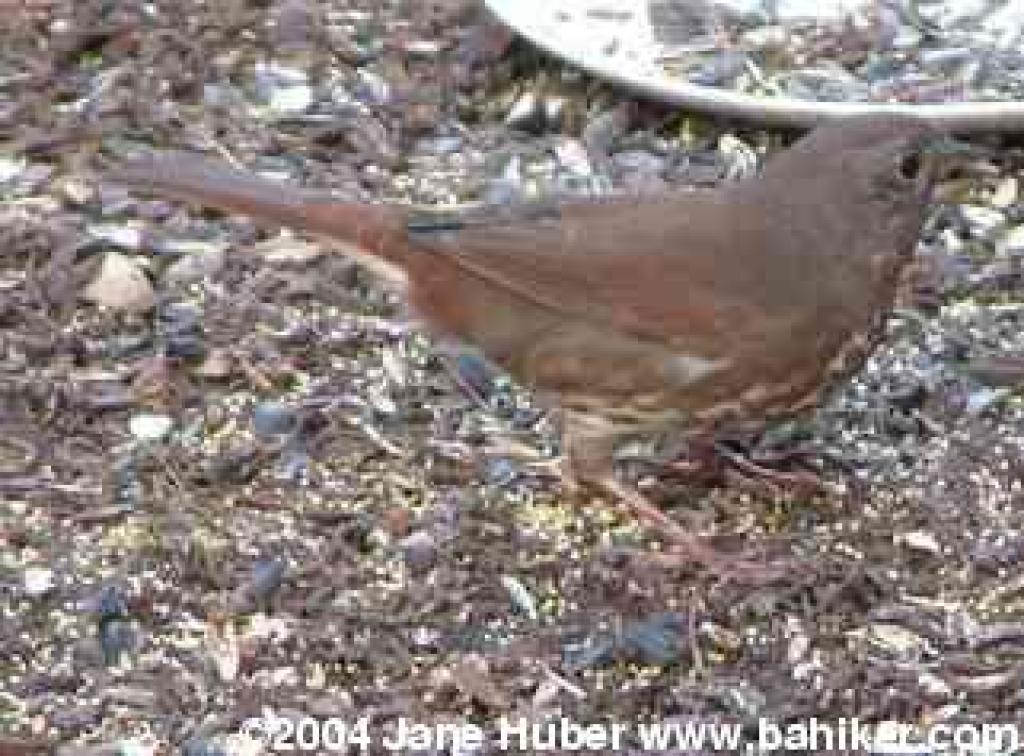 Hermit thrush