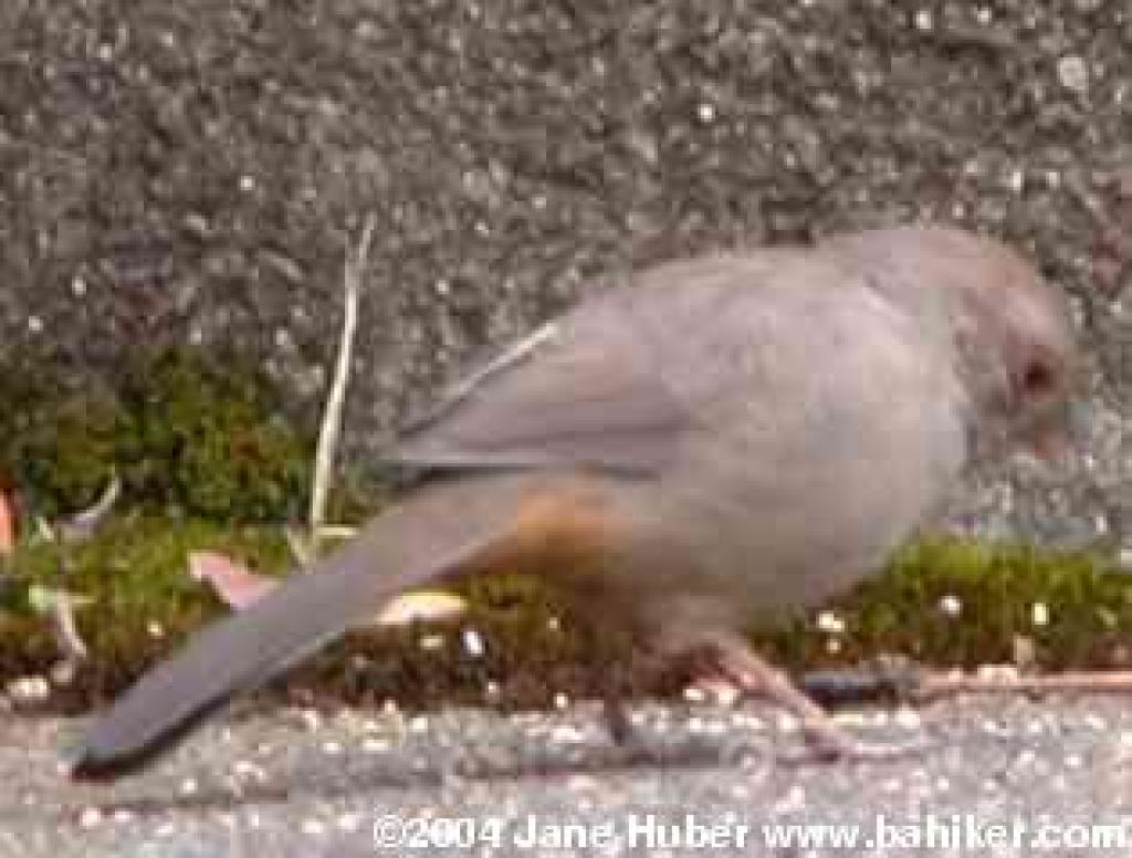 California towhee