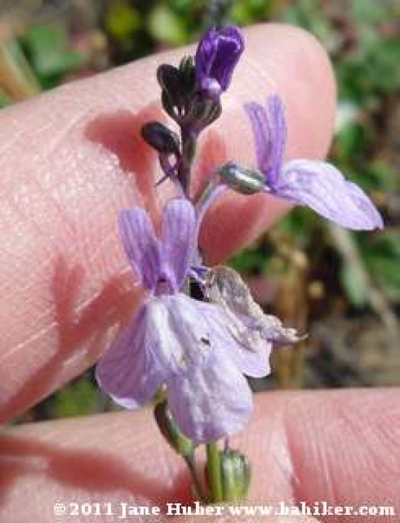 blue toadflax