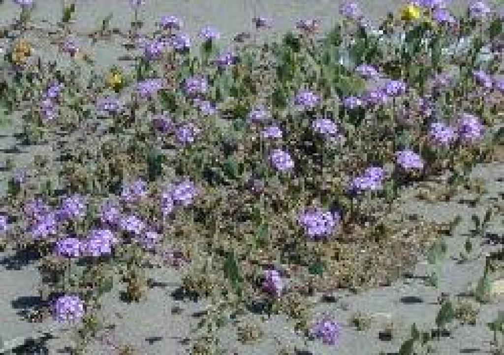 Pink sand verbena