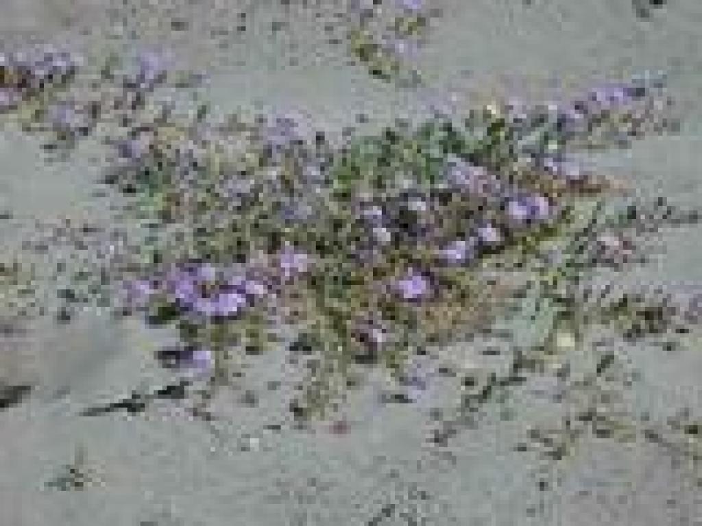 Pink sand verbena