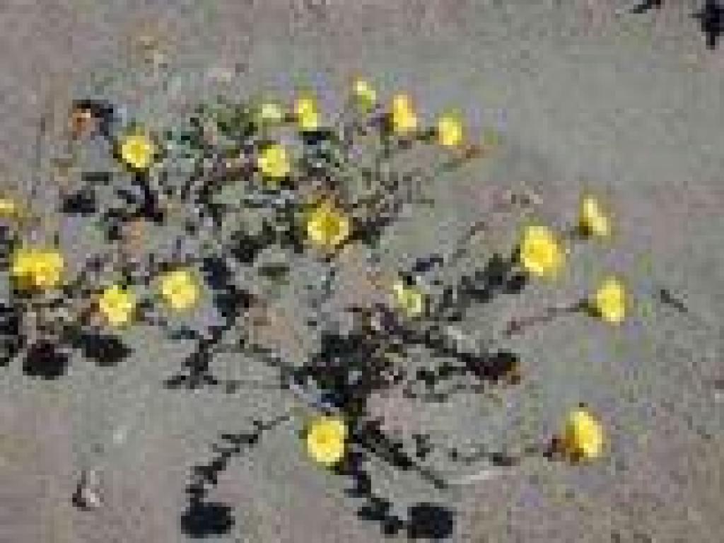 Beach primrose