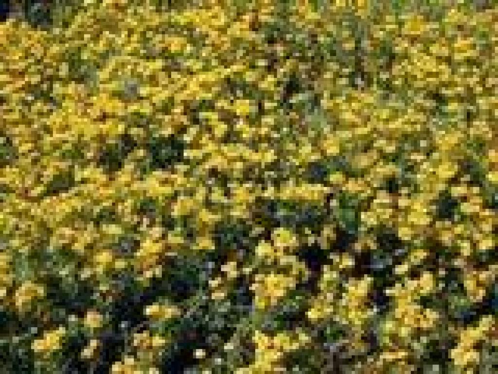 Yellow flowers